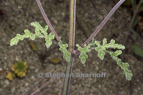 salvia columbariae 9 graphic